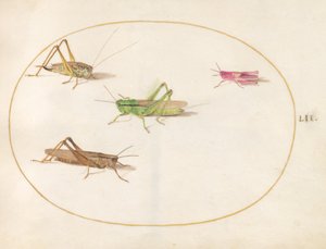 Insetti da Joris Hoefnagel