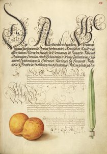 Mayfly, albicocca e canna da zucchero da Joris Hoefnagel