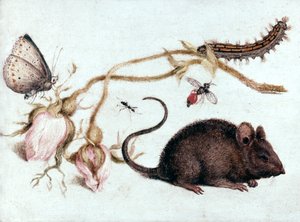 Topo, fiore e insetto da Joris Hoefnagel