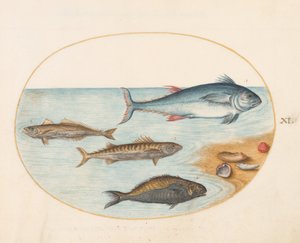 Tavola 11: Quattro pesci e conchiglie da Joris Hoefnagel