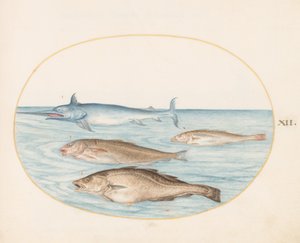 Tavola 12: Un pesce spada e altri tre pesci da Joris Hoefnagel