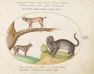 Tavola 13: Una tigre, una lince e un giaguaro(?) da Joris Hoefnagel
