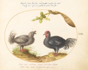 Tavola 13: Due polli grigi ricci da Joris Hoefnagel