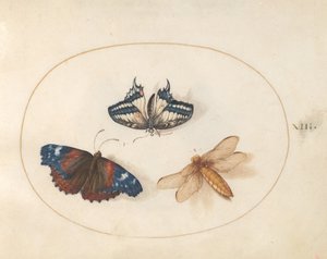 Tavola 13: farfalle macaone gialla e vanessa atalanta con una libellula (libellula panciapiatta?) da Joris Hoefnagel