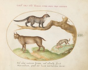 Piatto 14: Una zibetto, una lince e una iena da Joris Hoefnagel