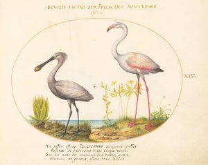 Tavola 14: Spatola e Fenicottero da Joris Hoefnagel
