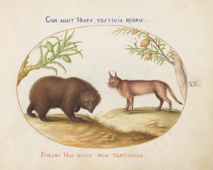 Tavola 15: Un orso e una lince(?)