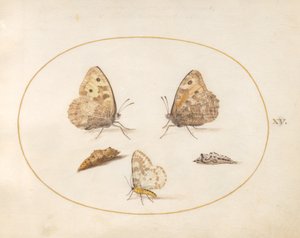 Piastra 15: Farfalla grigia, falena gazza e due crisalidi da Joris Hoefnagel