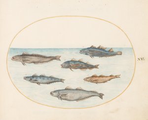 Tavola 15: Sei pesci "Asellorum" (Merluzzo?)
