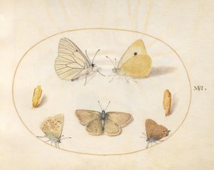 Tavola 16: pieride del biancospino, colia comune, tecla della betulla (?), argus del geranio (?) e icense comune con due crisalidi da Joris Hoefnagel