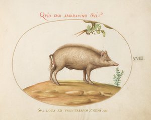 Tavola 18: Un Maiale con Ghiande da Joris Hoefnagel