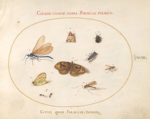 Piatto 18: Due farfalle e una falena con una libellula, due formiche e altri quattro insetti da Joris Hoefnagel