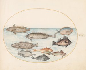 Tavola 19: Un pesce damigella e altri pesci, inclusi due "Coracinis"