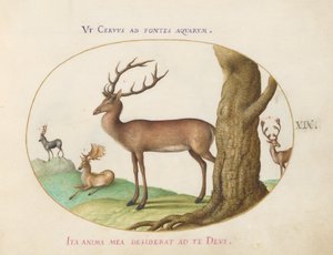 Tavola 19: Quattro tipi di cervi