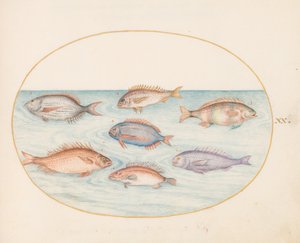 Tavola 20: Orata, Dentice, Sargo e altri pesci