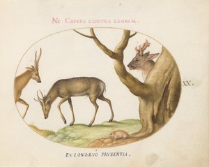 Piatto 20: Tre tipi di cervi con un ghiro(?) da Joris Hoefnagel