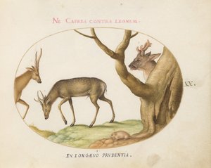 Tavola 20: Tre tipi di cervi con un ghiro(?) da Joris Hoefnagel