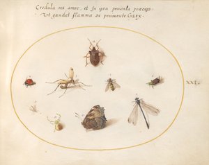 Tavola 21: Una farfalla con una libellula, una coccinella e altri cinque insetti da Joris Hoefnagel