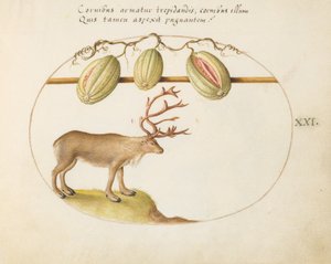 Piatto 21: Renna con meloni