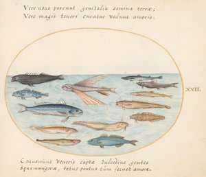 Tavola 22: Triglia, pesce volante, anguille e altri pesci da Joris Hoefnagel