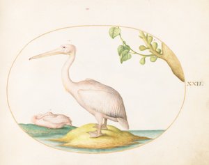  da Joris Hoefnagel