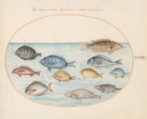 Tavola 23: Abrame(?) e altri pesci da Joris Hoefnagel
