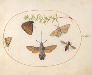 Tavola 23: Sfinge del Galio, Farfalle e Altri Insetti intorno a un Ramo di Symphoricarpos