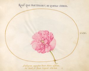 Tavola 24: Rosa rosa da Joris Hoefnagel