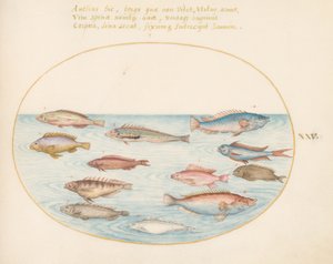 Tavola 25: Labridi arcobaleno mediterranei, altri labridi, un pesce persico coda di rondine (?), diversi "Anthiae" e altri pesci