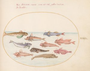 Piatto 26: Gurnard, Dragonetti e altri pesci da Joris Hoefnagel