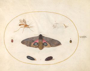Tavola 27: Due Falene, Due Crisalidi e Altri Insetti da Joris Hoefnagel