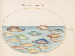 Tavola 28: Orata(?) e altri pesci
