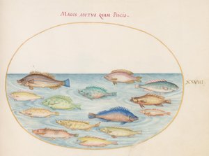 Tavola 28: Orata(?) e altri pesci da Joris Hoefnagel