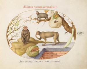 Piatto 29: Due scimmie, un "Arctopithecus" (Bradipo?) e frutta da Joris Hoefnagel