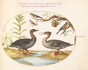 Piatto 31: Anatra, Smergo e Tre Cardellini da Joris Hoefnagel