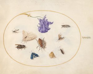 Falena e Farfalla con altri Insetti e un Fiore di Aquilegia da Joris Hoefnagel