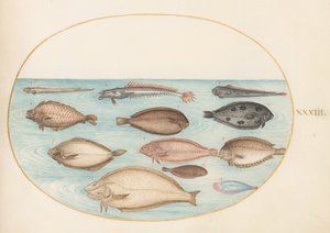 Piatto 33: Sogliola e altri pesci piatti con pesce nastro (?)