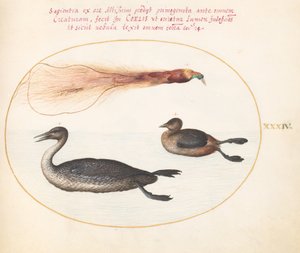 Tavola 34: Uccello del paradiso con smergo(?) e svasso(?) da Joris Hoefnagel
