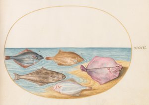 Tavola 35: i lati inferiori di rombi(?) e di altri pesci piatti da Joris Hoefnagel