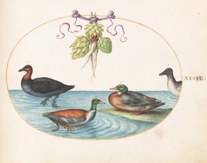  da Joris Hoefnagel