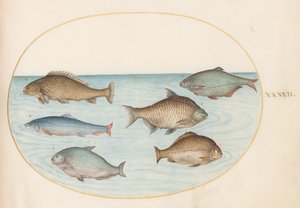 Tavola 37: Sei Pesci, Inclusi Carpe