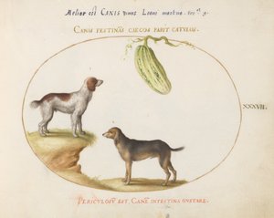 Piatto 37: Due spaniel con una zucca