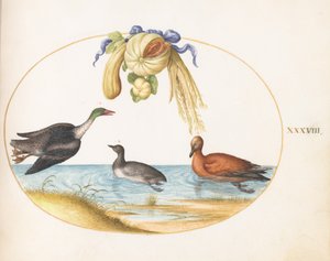 Tavola 38: smergo con altri due uccelli acquatici e una ghirlanda di meloni e zucche da Joris Hoefnagel