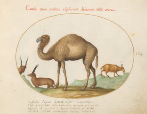Piatto 3: Cammello, Stambecco e Capra