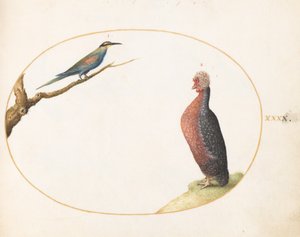  da Joris Hoefnagel
