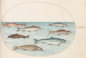 Piatto 40: Salmone, trota e pesce d