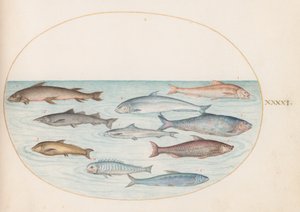 Tavola 41: Coregoni(?) e altri pesci da Joris Hoefnagel