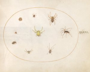 Piastra 41: Ragno giallo circondato da otto ragni da Joris Hoefnagel
