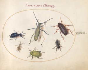 Tavola 43: Un longicorno dorato(?), scarabeo di Tansy(?), scarafaggio, cimice fogliare e altri insetti da Joris Hoefnagel