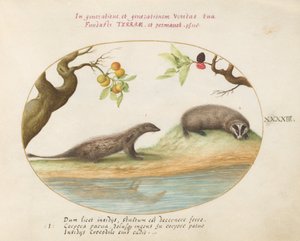 Piatto 43: Mangusta e tasso con alberi da frutto da Joris Hoefnagel